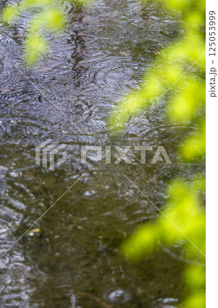 公園の池に広がる雨の波紋 125053999