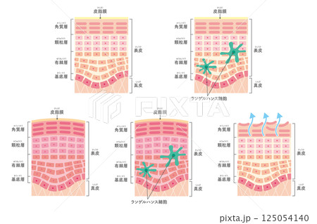 肌の断面図セット（名称あり） 125054140