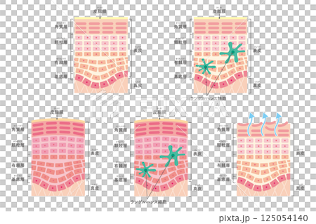 肌の断面図セット（名称あり） 125054140