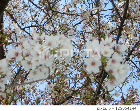 七部咲きの桜の風景 125054144