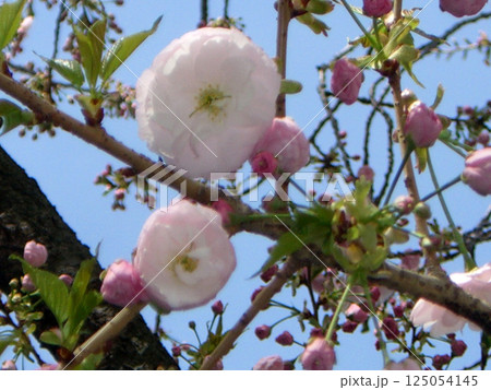 薄いピンク色の丸い珍しい桜の花 薄いピンク色の丸い珍しい桜の花 125054145