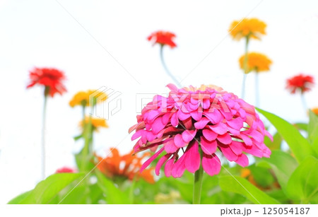 花畑に咲くジニアの花 花畑に咲くジニアの花 125054187