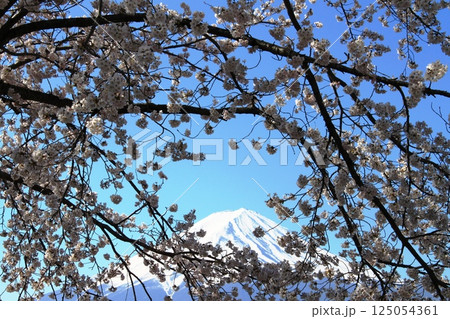 桜の向こうの富士山 桜の向こうの富士山 125054361