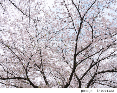 満開になった桜｜木場公園 125054388