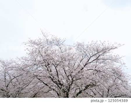青空に映える満開の桜｜木場公園 125054389