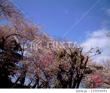 下から見上げた自然な本来の色合いの満開の日本の桜 下から見上げた自然な本来の色合いの満開の日本の桜 125054441
