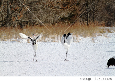 求愛するタンチョウ 125054480
