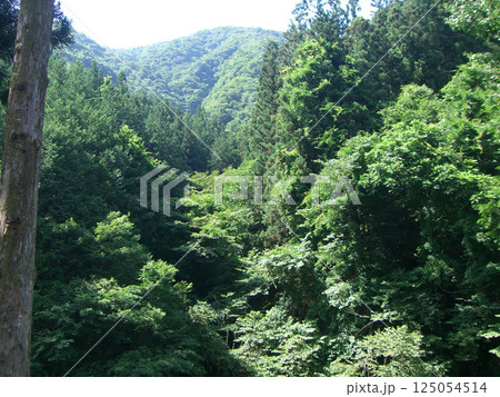 深い緑の木々が美しい秩父の風景 深い緑の木々が美しい秩父の風景 125054514