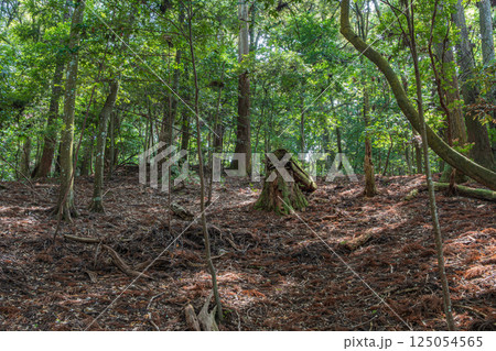 春日山原始林　奈良市 125054565