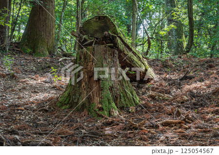 春日山原始林　奈良市 125054567