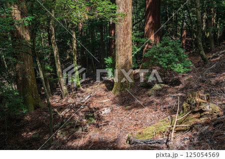 春日山原始林　奈良市 125054569