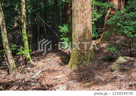 春日山原始林　奈良市 125054570