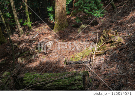 春日山原始林　奈良市 125054571