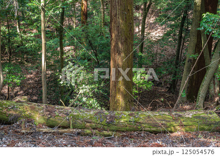 春日山原始林 奈良市 春日山原始林 奈良市 125054576