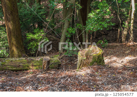 春日山原始林　奈良市 125054577
