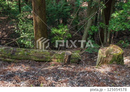 春日山原始林　奈良市 125054578