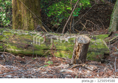 春日山原始林 奈良市 春日山原始林 奈良市 125054580