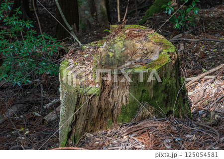 春日山原始林　朽ちた切り株　奈良市 125054581