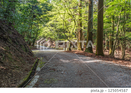 春日山原始林のハイキングコース 奈良市 春日山原始林のハイキングコース 奈良市 125054587