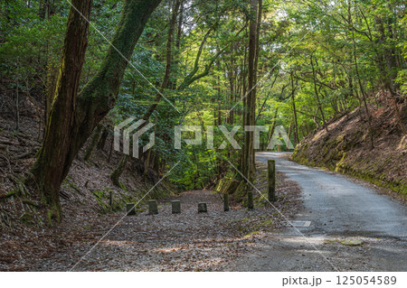 春日山原始林のハイキングコース 奈良市 春日山原始林のハイキングコース 奈良市 125054589