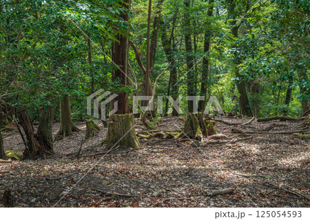 春日山原始林 奈良市 春日山原始林 奈良市 125054593
