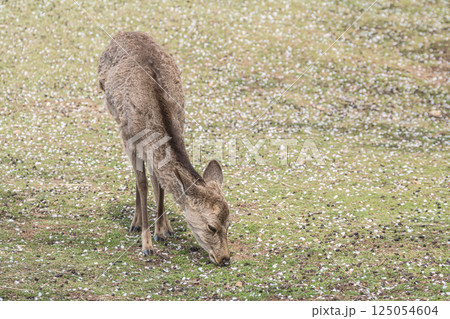 若草山山頂の鹿（メス）　奈良市 125054604