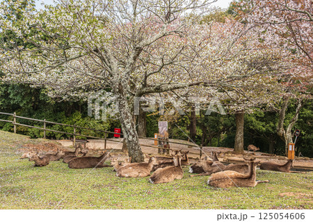 若草山山頂の鹿　奈良市 125054606