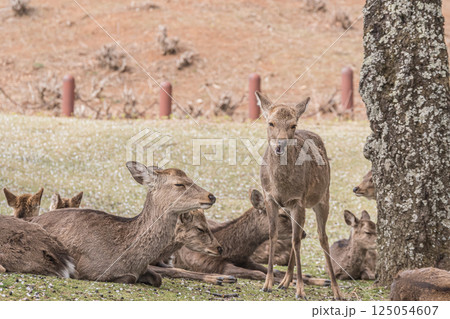 若草山山頂の鹿（メス）　奈良市 125054607