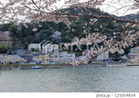 瀬田川沿いの桜と対岸の風景 125054654