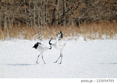 二羽で踊るタンチョウ 125054703