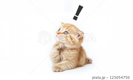 cat_background_076 125054750