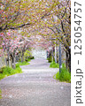 桜の花が落ちた道 125054757