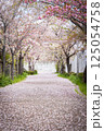 桜の花が落ちた道 125054758
