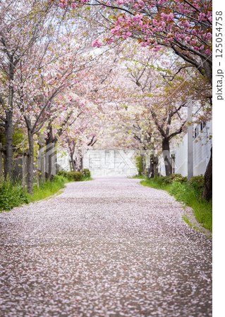 桜の花が落ちた道 125054758