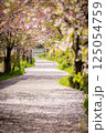 桜の花が落ちた道 125054759