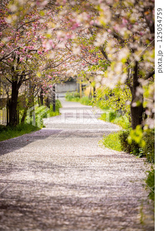 桜の花が落ちた道 125054759