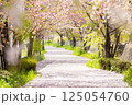 桜の花が落ちた道 125054760