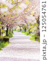桜の花が落ちた道 125054761