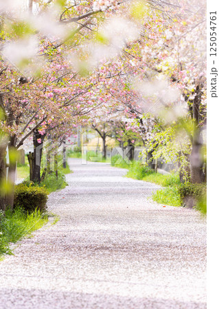桜の花が落ちた道 桜の花が落ちた道 125054761