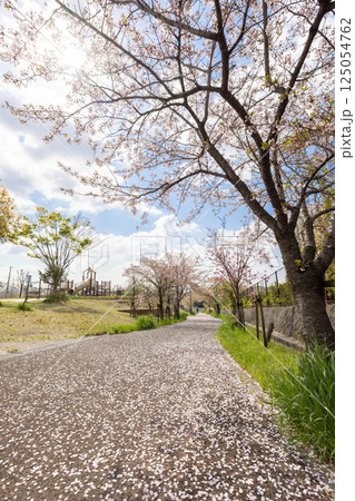 桜の花が落ちた道 125054762