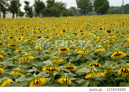 なかひまわりフェスティバル 2017-8月 #16 なかひまわりフェスティバル 2017-8月 #16 125054898