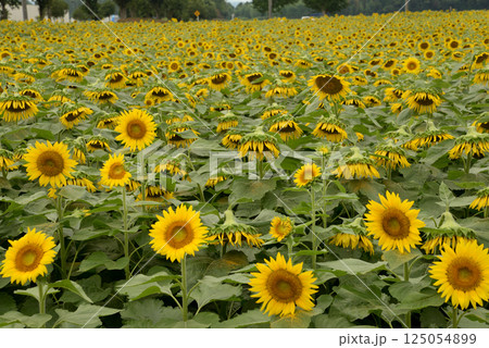 なかひまわりフェスティバル 2017-8月 #17 なかひまわりフェスティバル 2017-8月 #17 125054899