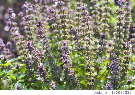 ダークオパールバジル 125055083