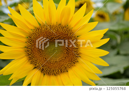 なかひまわりフェスティバル　2017-8月　＃26 125055768