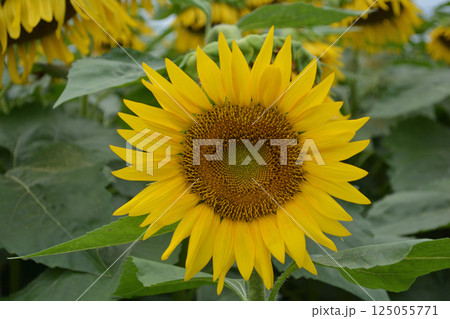 なかひまわりフェスティバル　2017-8月　＃29 125055771