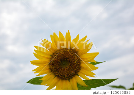 なかひまわりフェスティバル　2017-8月　＃31 125055883