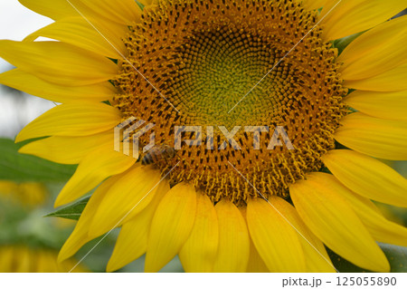 なかひまわりフェスティバル　2017-8月　＃34 125055890