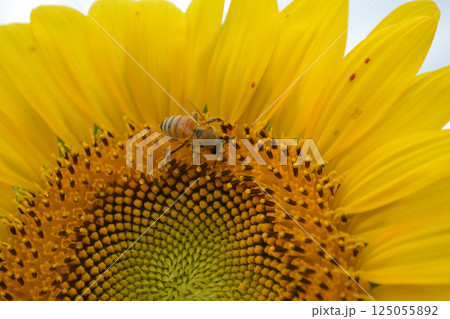 なかひまわりフェスティバル　2017-8月　＃36 125055892