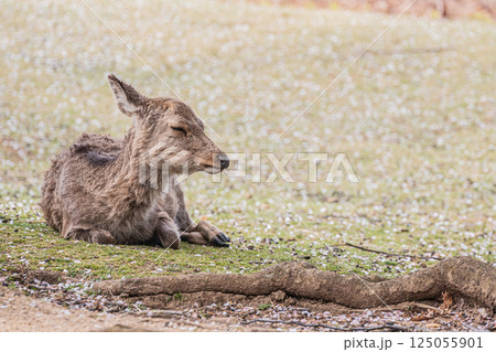 若草山山頂の鹿(メス) 奈良市 若草山山頂の鹿(メス) 奈良市 125055901