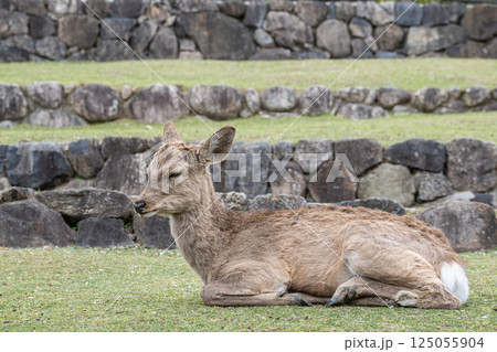 若草山山麓の鹿(メス) 奈良市 若草山山麓の鹿(メス) 奈良市 125055904